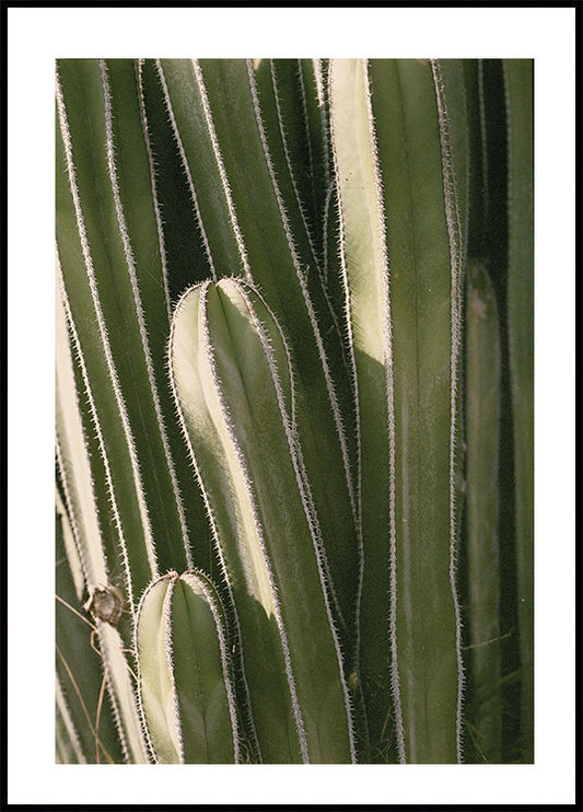 Cactus Poster