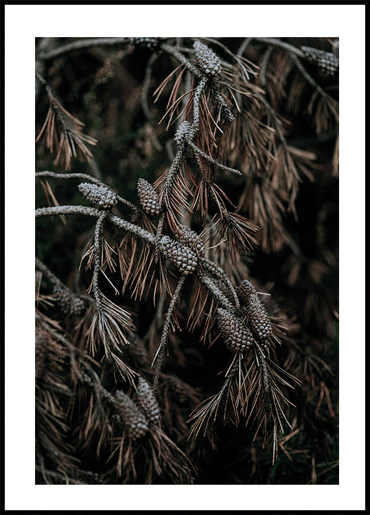 Tree Cones Poster