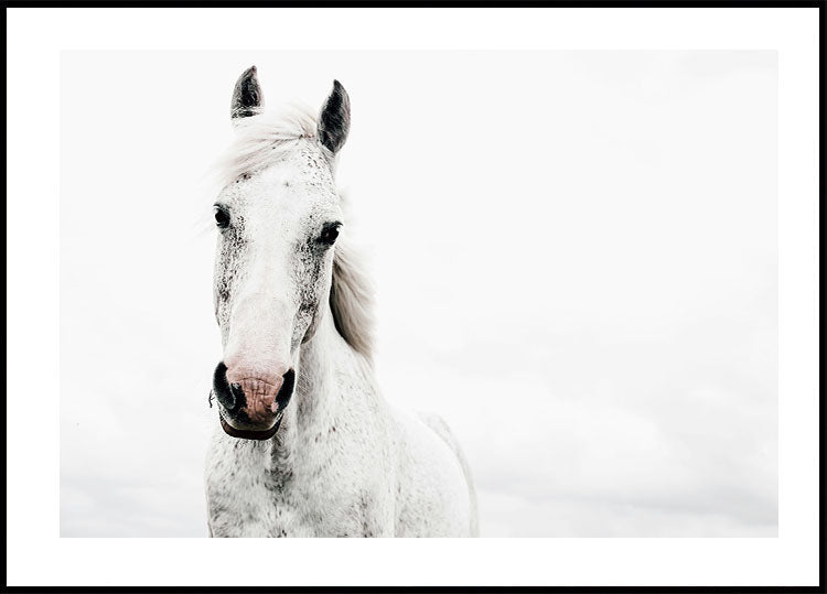 Majestic White Horse Poster