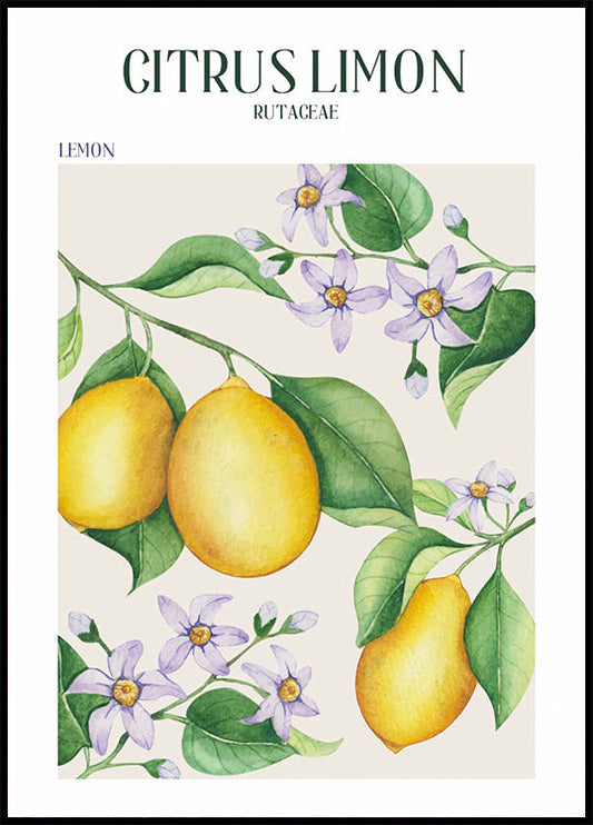 Citrus Limon Poster