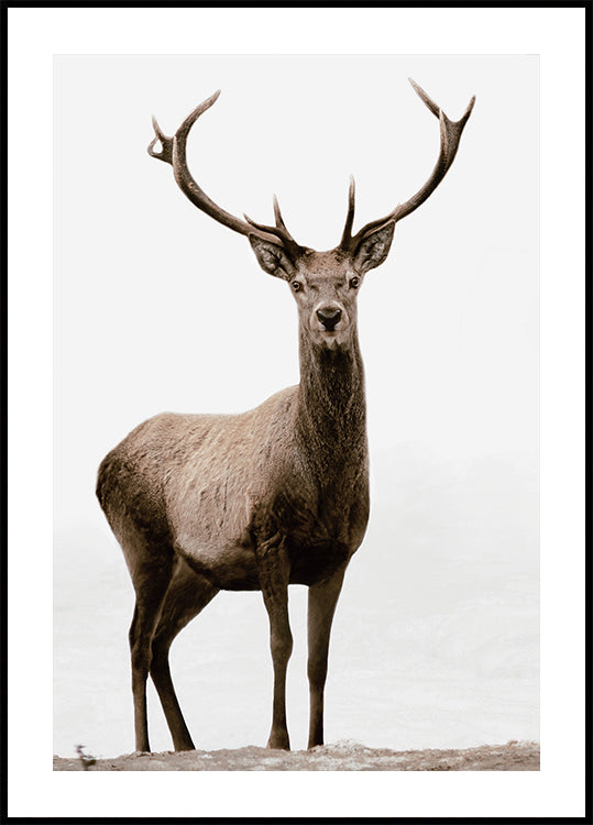 Majestic Deer on the Mountain Poster