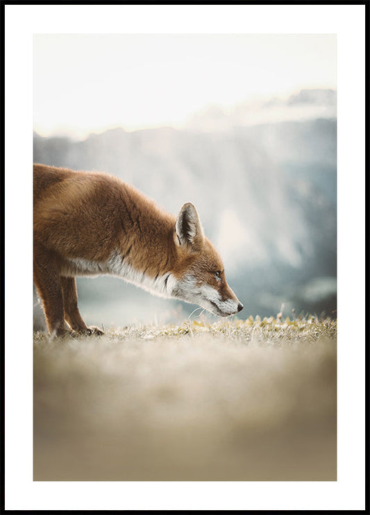 Curious Fox Poster