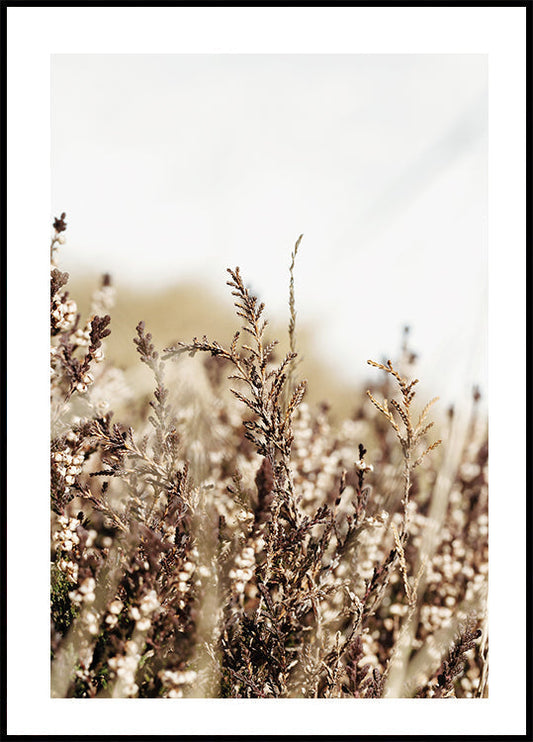 Dry Plant Poster