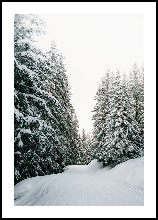 Snowy Road Through Evergreen Forest Poster