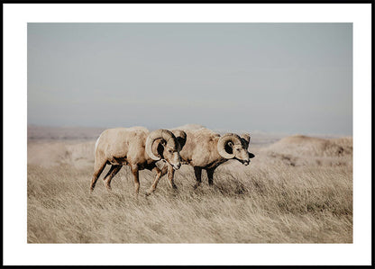 Bighorn Sheep in Nature Poster