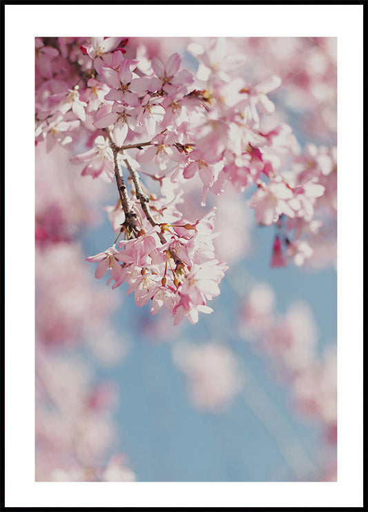 Cherry Blossom Poster