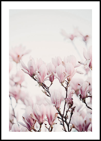 Magnolia Blossom Poster