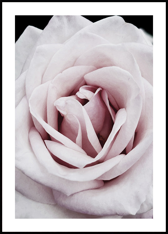 Pink Rose Poster