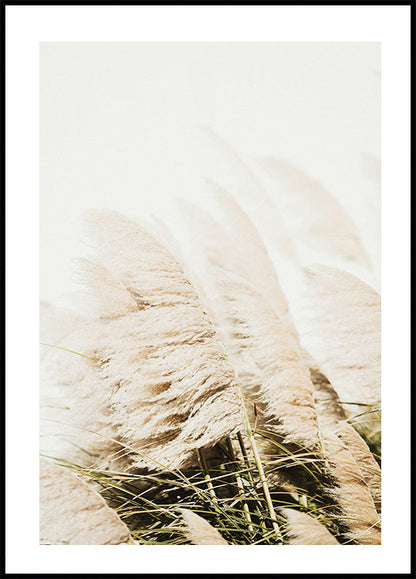 Pampas Grass Poster