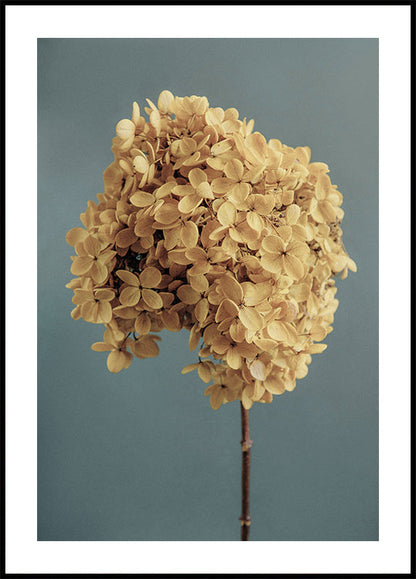 Yellow Hydrangea Poster