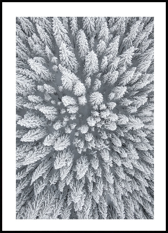 Snow Forest Aerial Poster