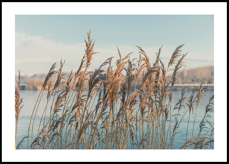 Reeds By The Lake Poster