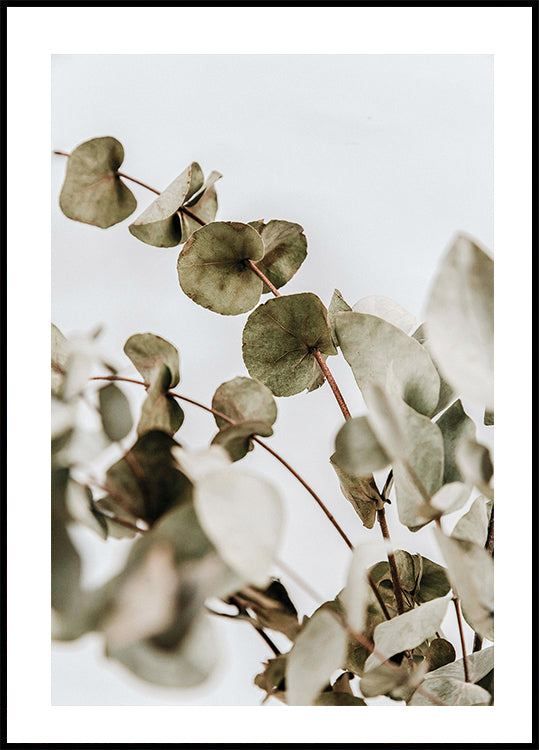 Eucalyptus Poster