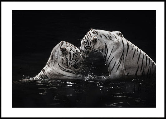 White Tigers in The Water Poster