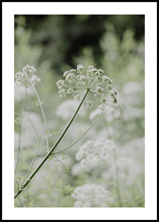 White Wildflowers in a Soft Green Meadow Poster