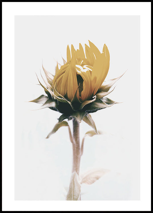 Yellow Sunflower Poster