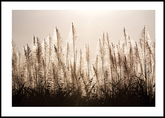 Sugar Cane Plumes At Sunset Poster