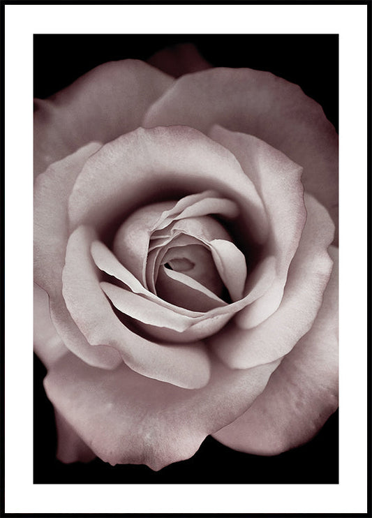 Pink Rose Poster