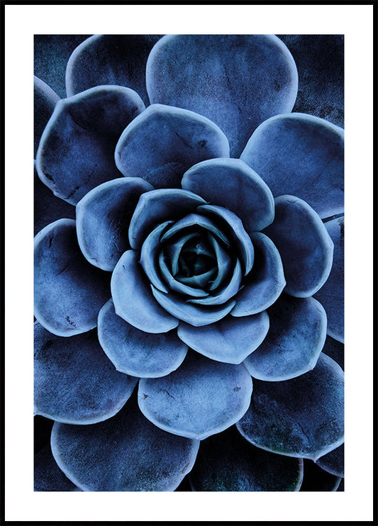 Blue Succulent Poster