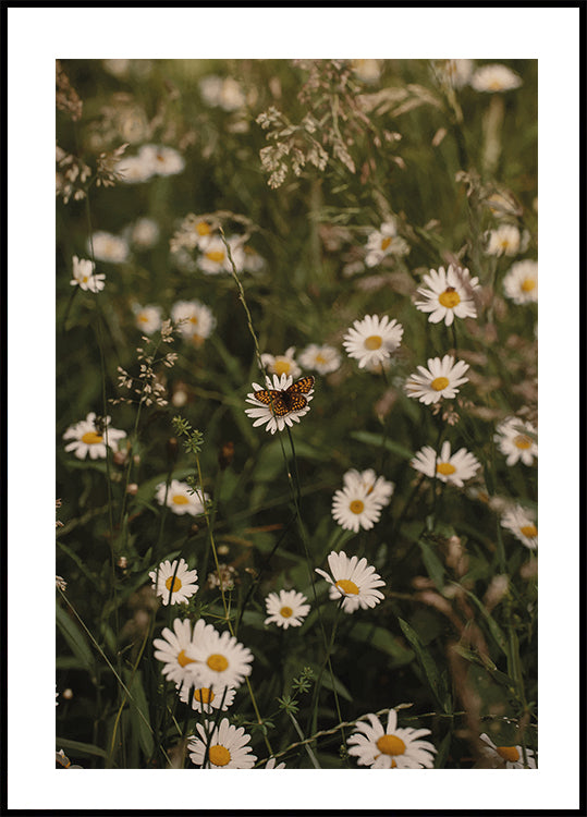 Chamomile and Butterfly Poster