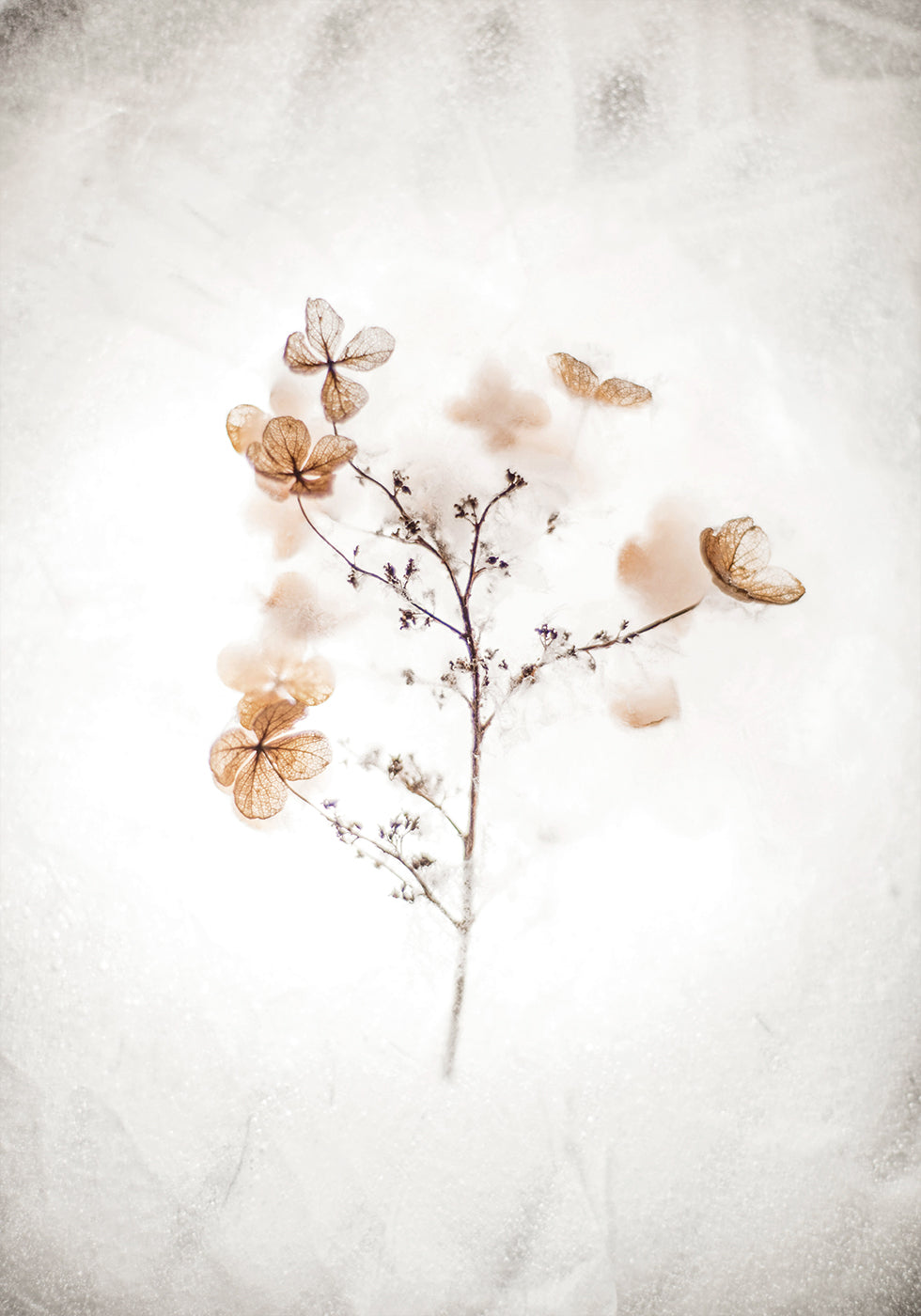 Frozen Dried Hydrangeas in Ice Poster