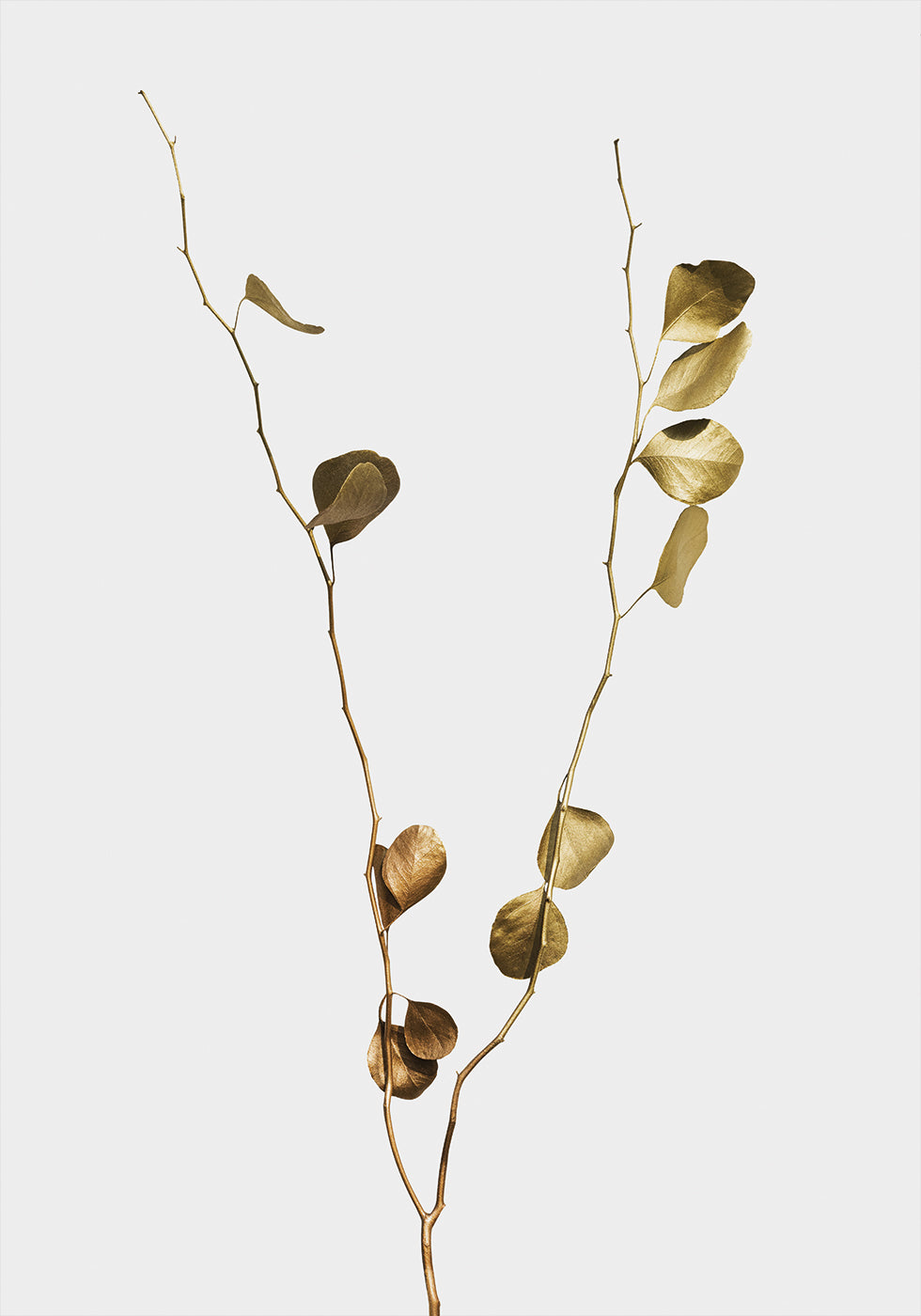 Golden Eucalyptus Branch Poster