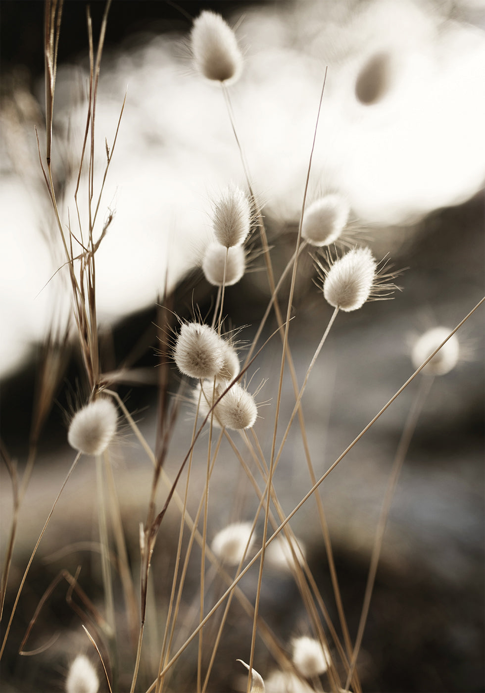 Grass In Sunlight Poster