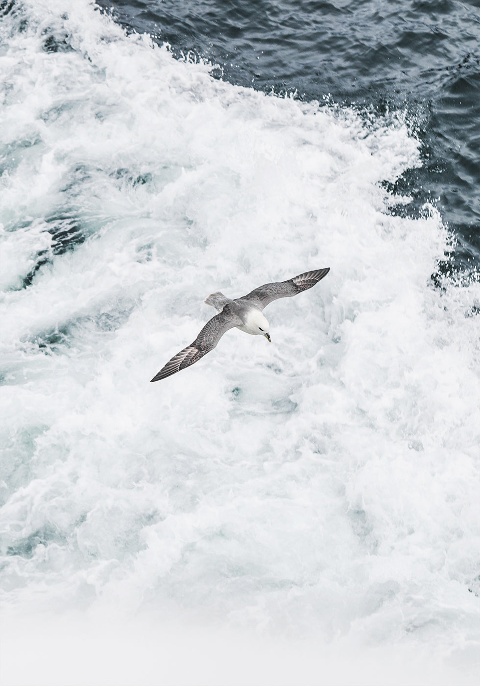 Grey Seagull Flying Over Waves Poster