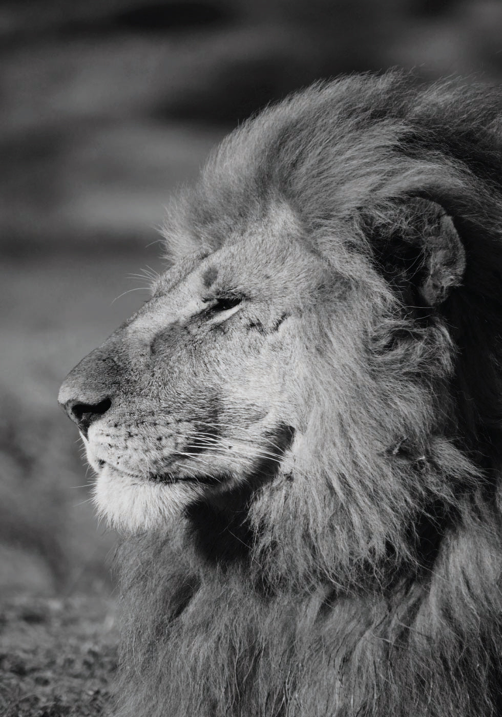 Male Lion Profile Poster