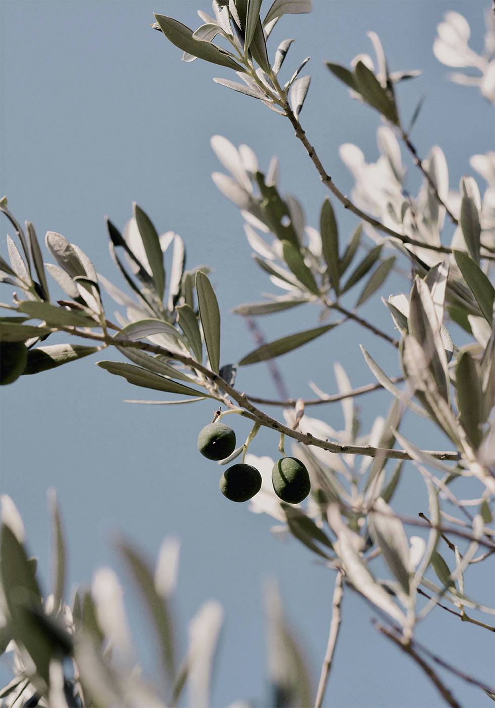 Olive Tree Branch Poster