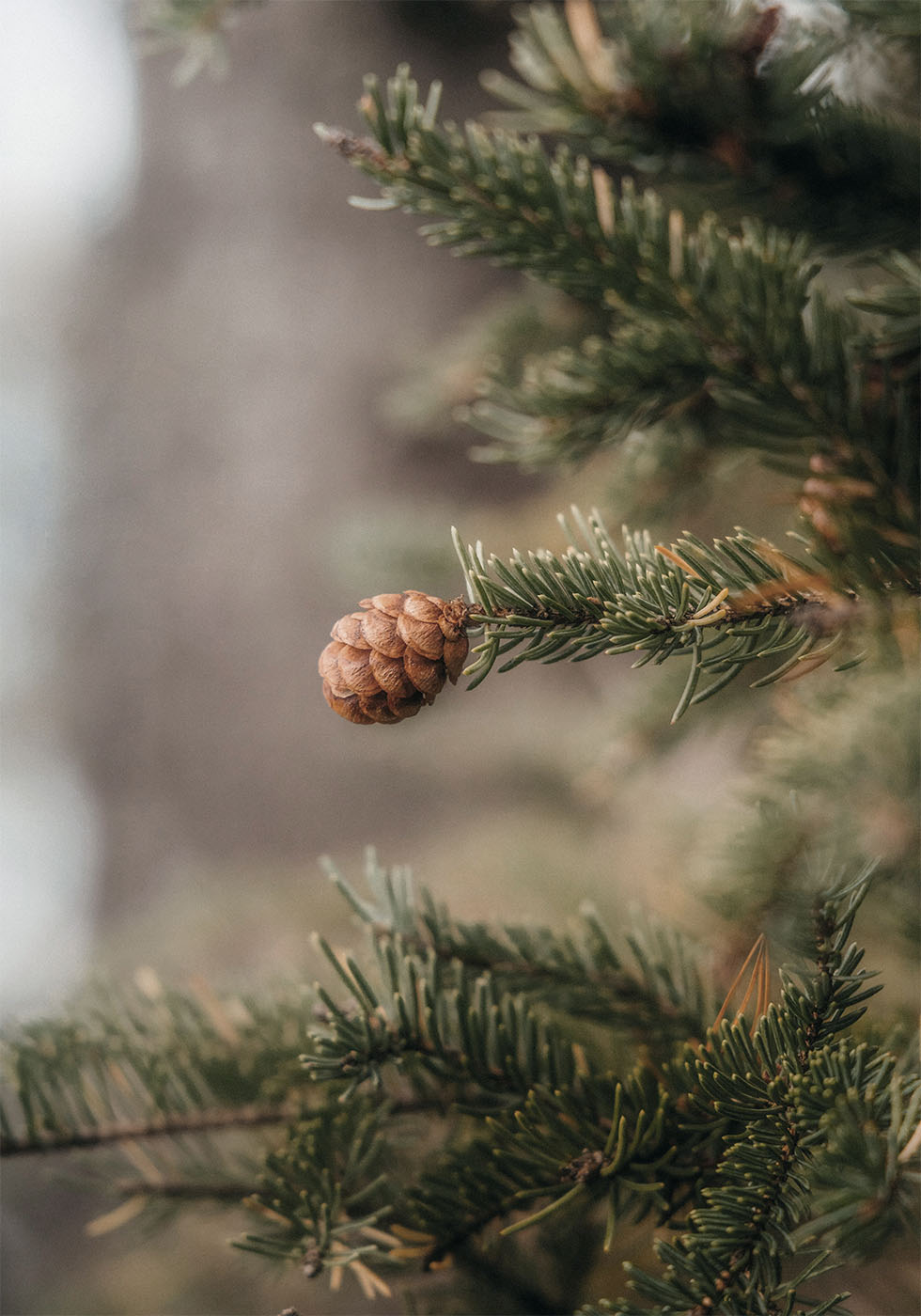 Pine Cones Poster