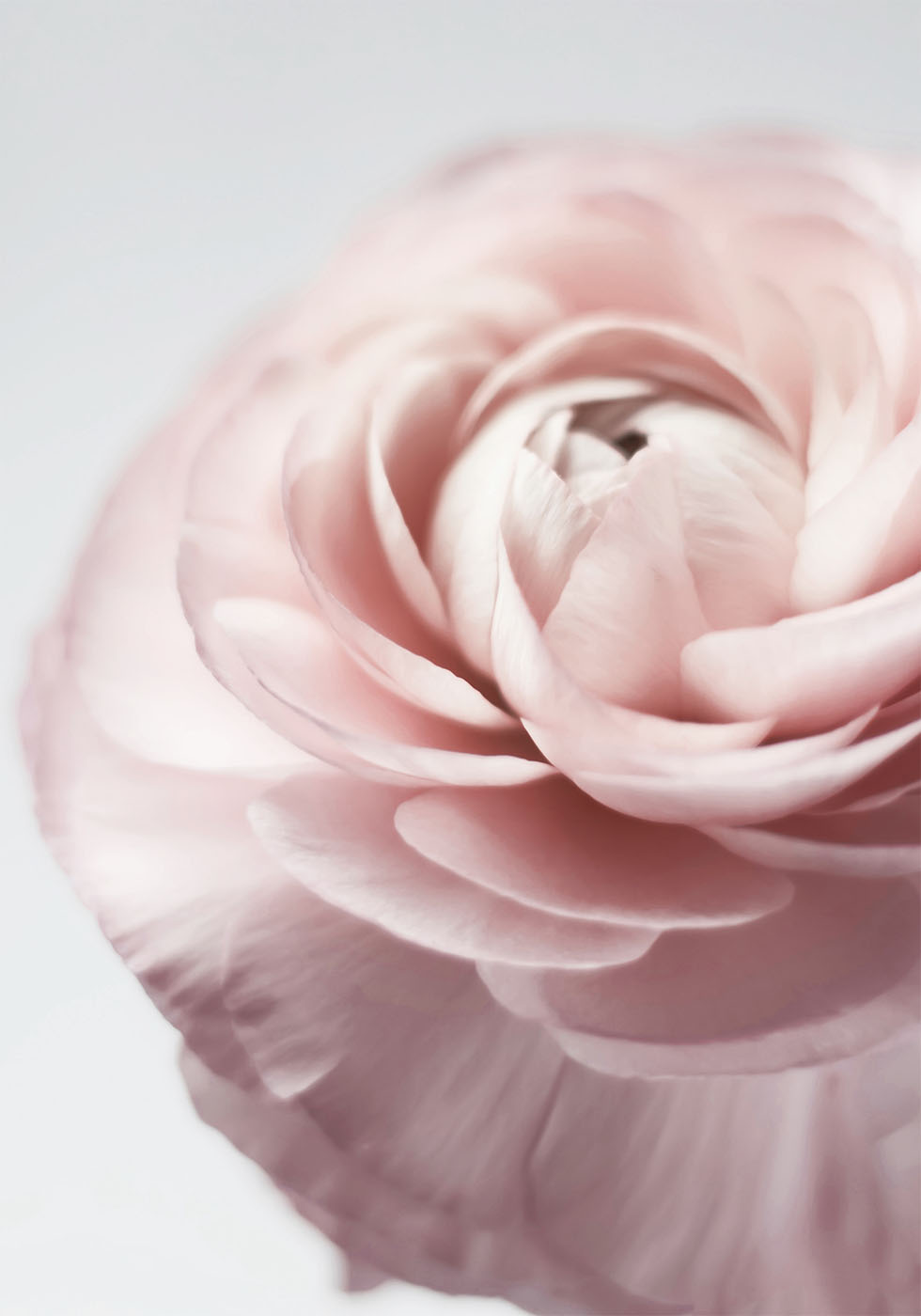 Pink Ranunculus Poster