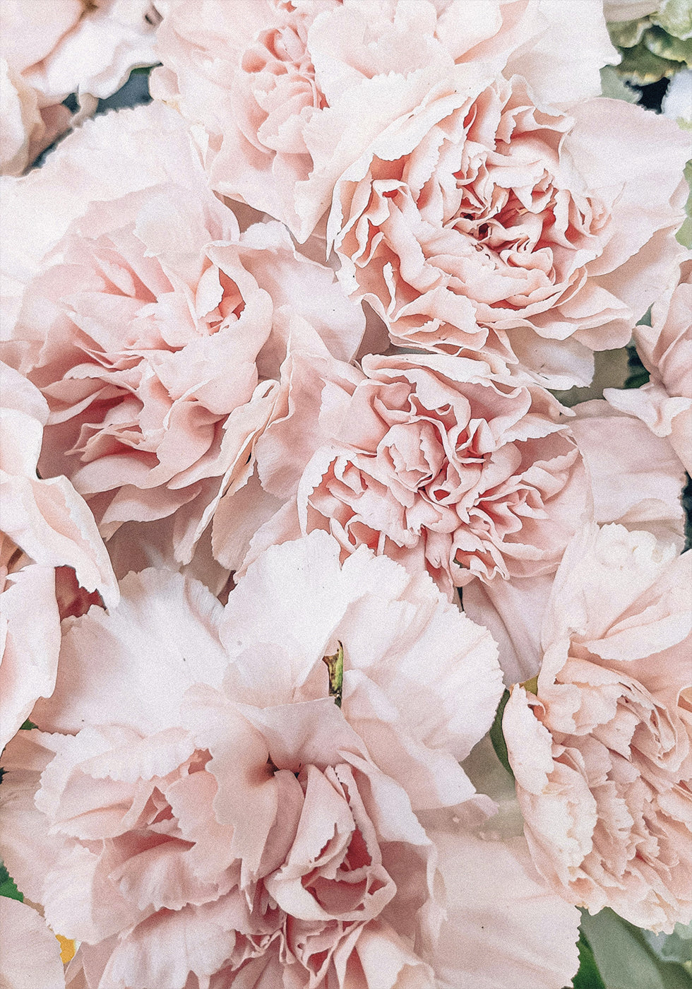 Pink Peony Bloom Poster