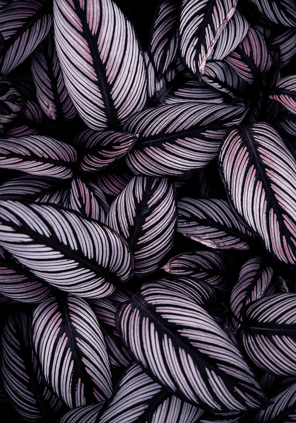 Purple Leaves Poster