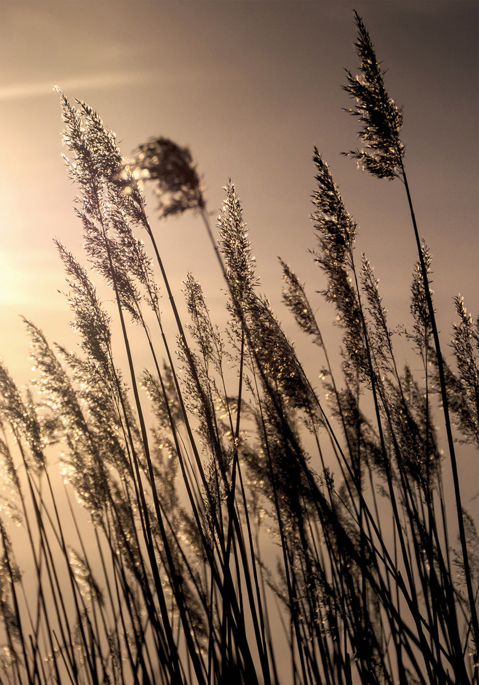 Reeds at Sunset Poster