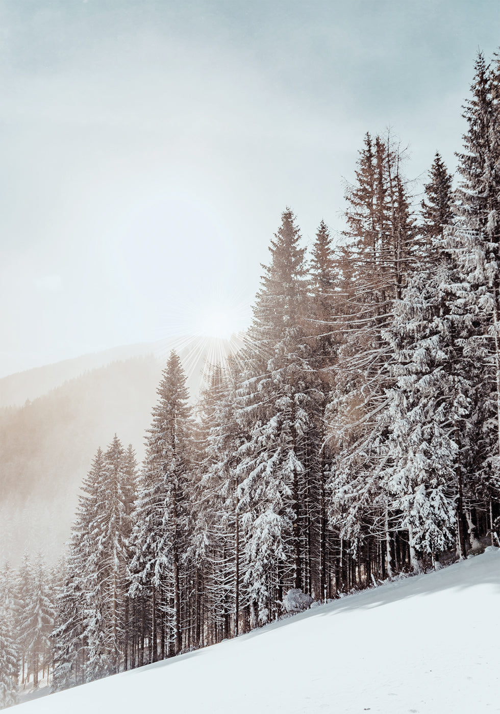 Snow Covered Trees Poster