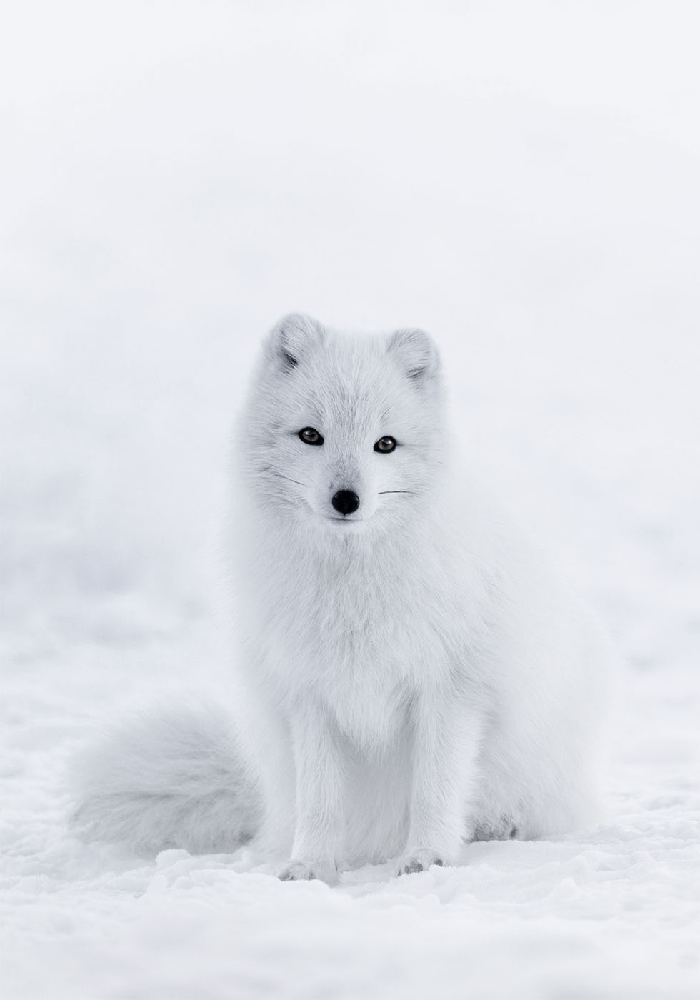 Snow Fox Poster