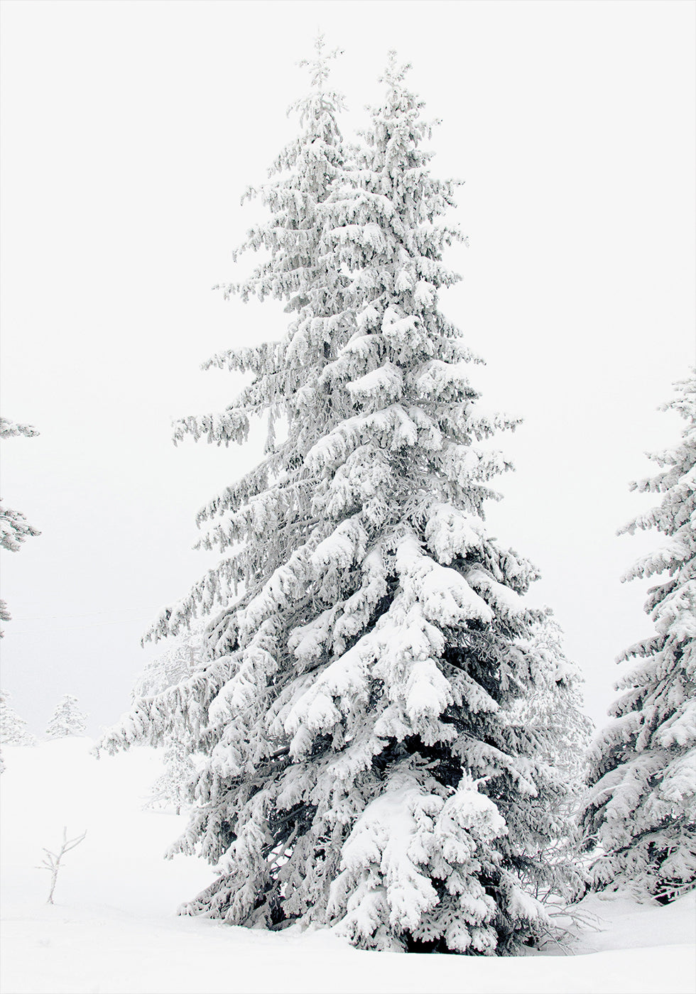 Snow-Covered Pine Trees Poster