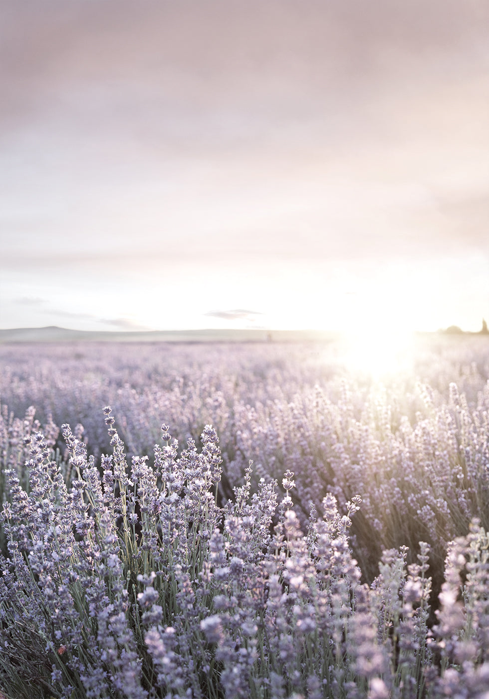 Sunset Over Lavender Fields Poster