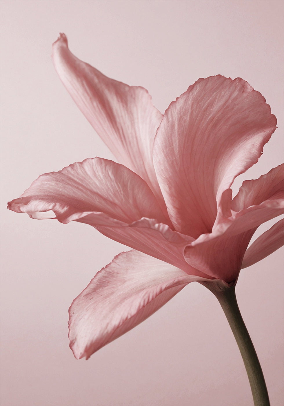 Tender Pink Lily Poster