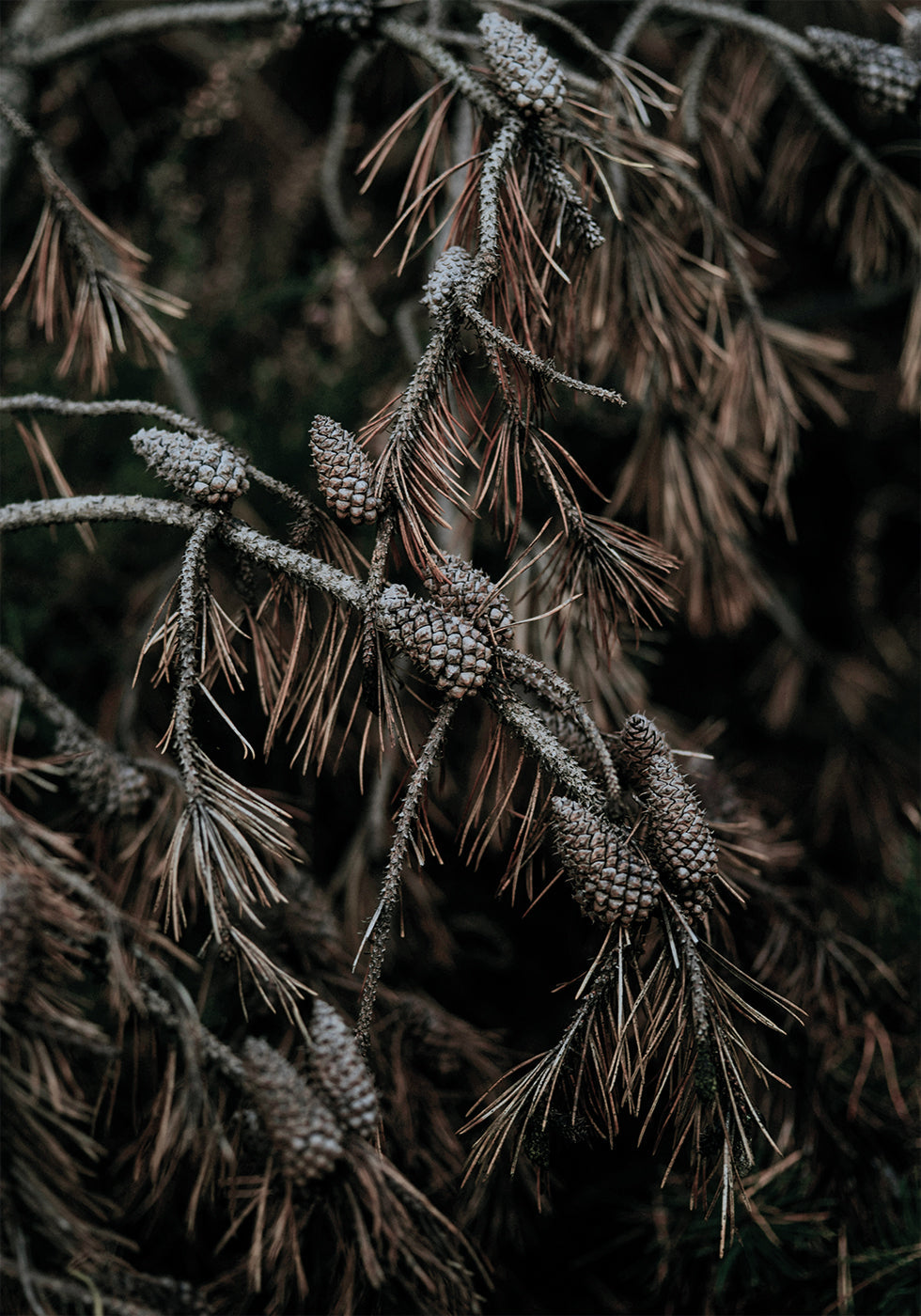 Tree Cones Poster