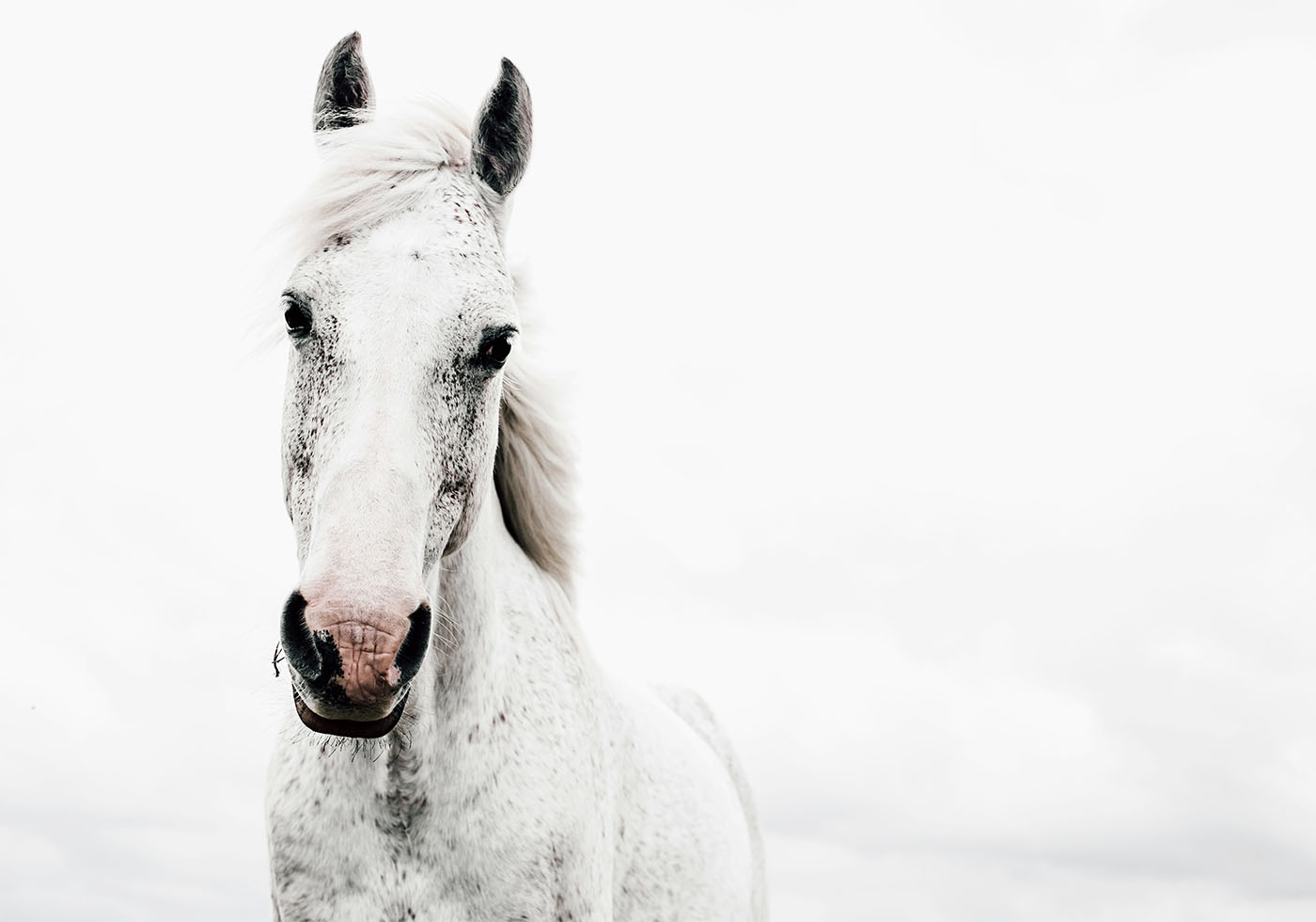 Majestic White Horse Poster