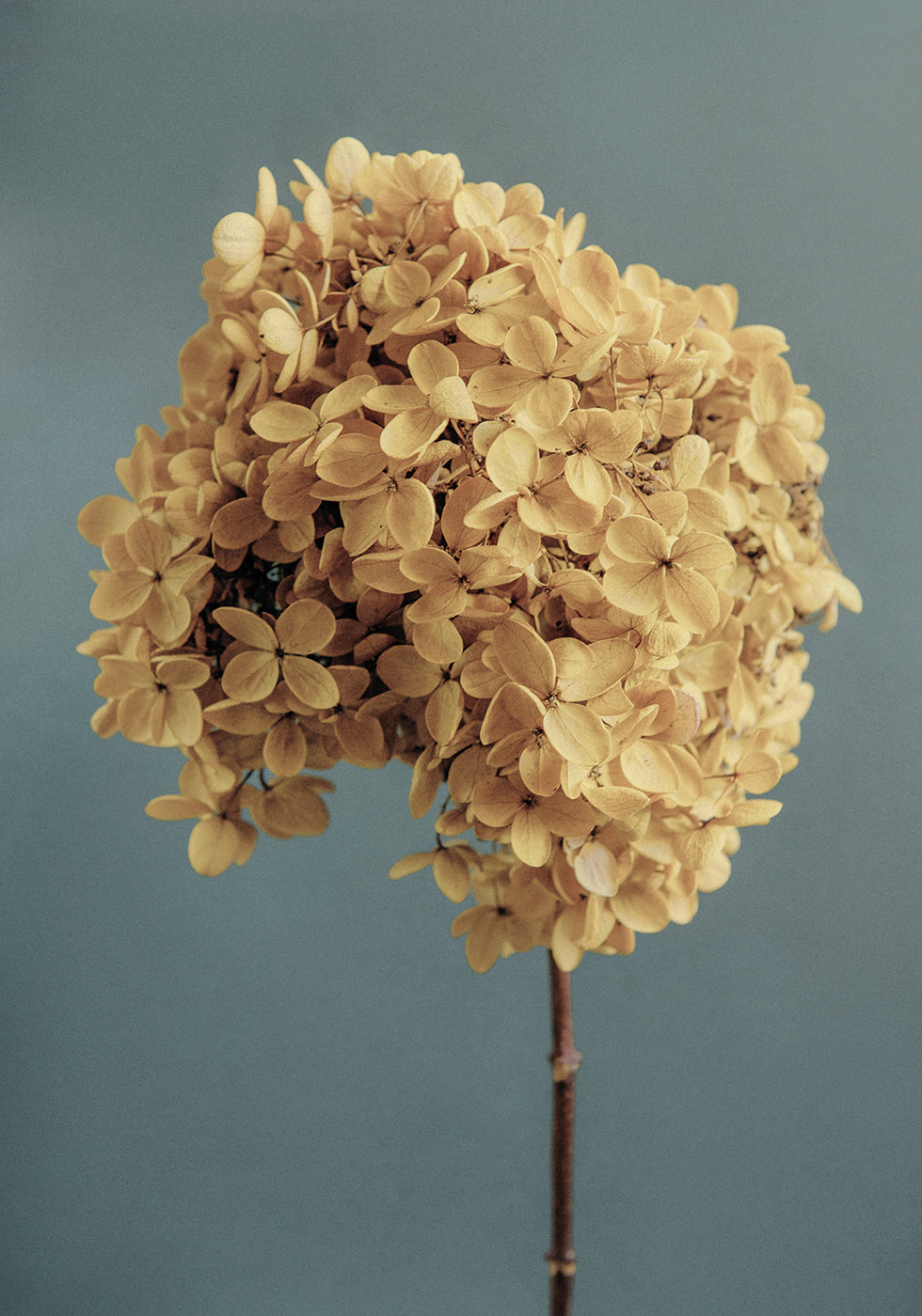 Yellow Hydrangea Poster