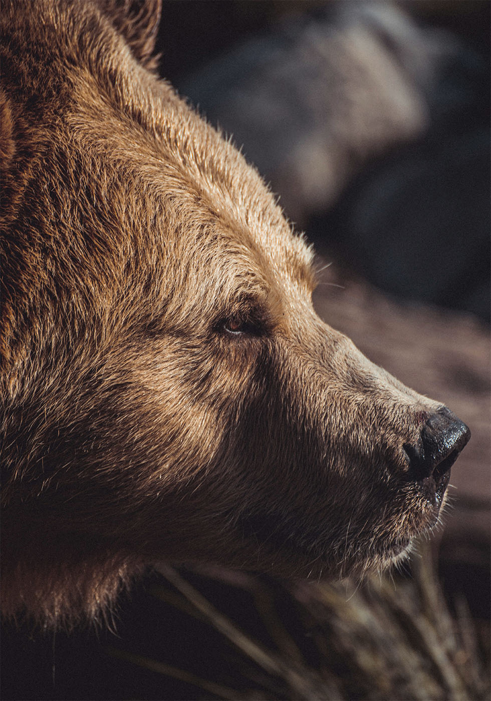 Bear in Profile Poster