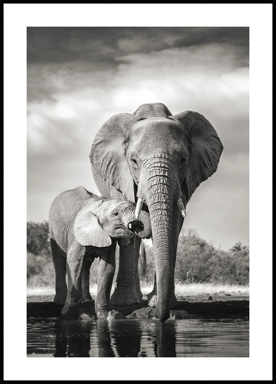 Elephant Love Poster