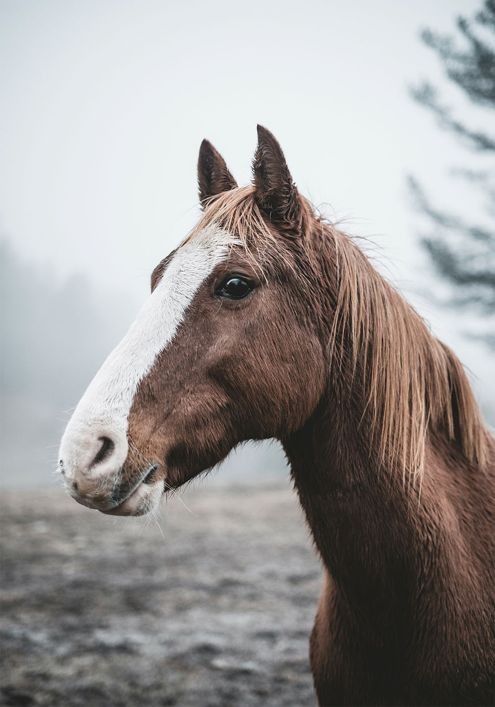 Brown Horse Poster