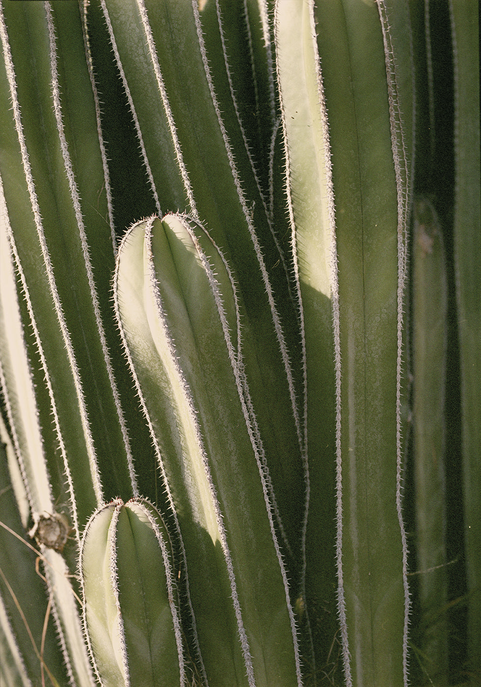 Cactus Poster