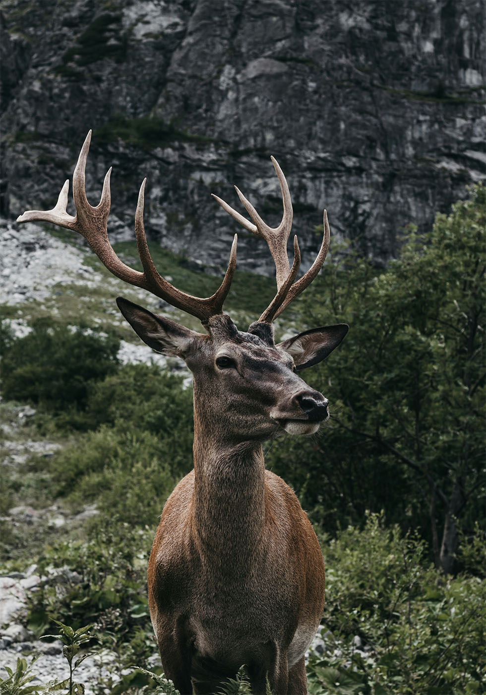 Deer and Mountains Poster