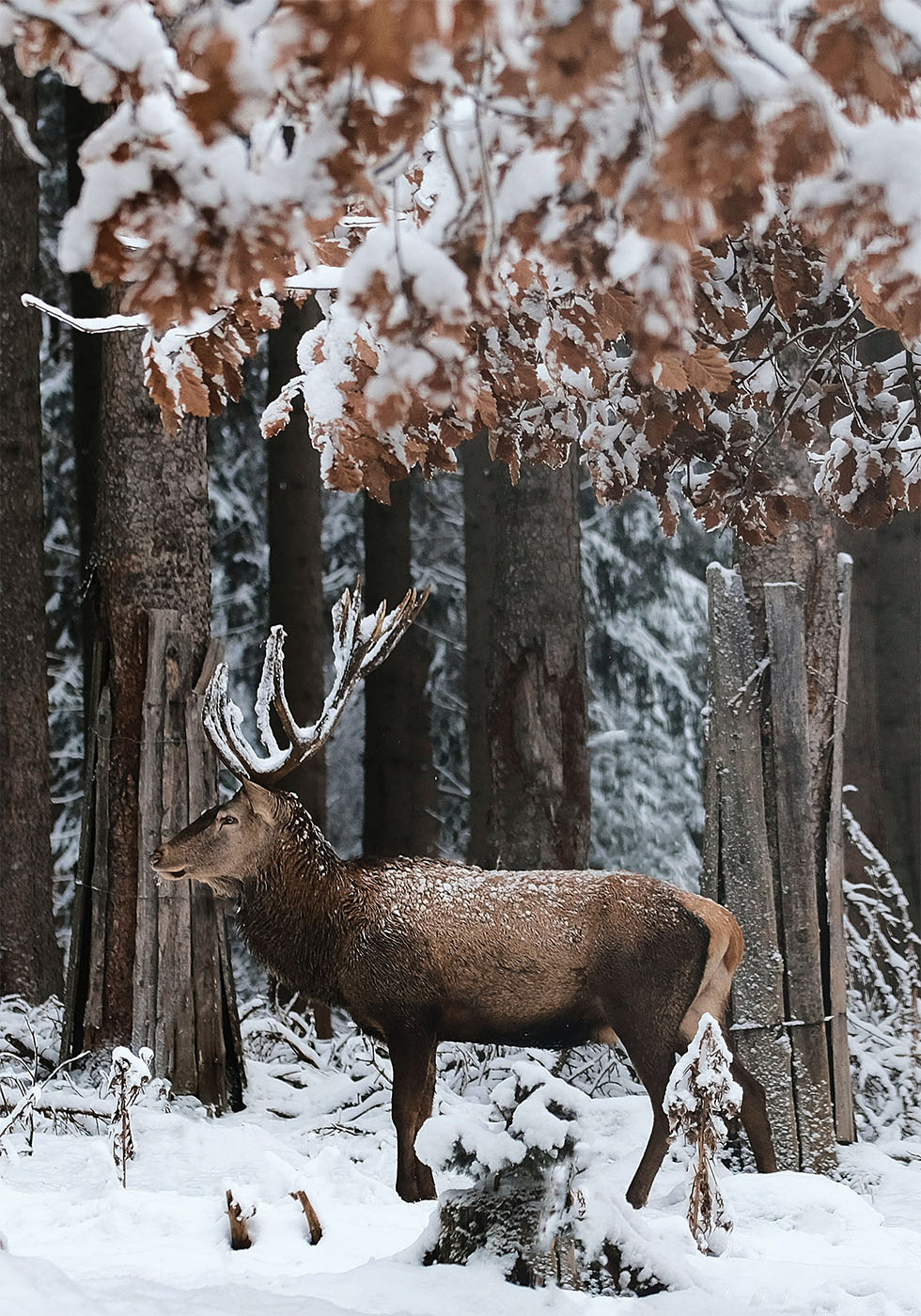 Deer in A Snowy Forest Poster