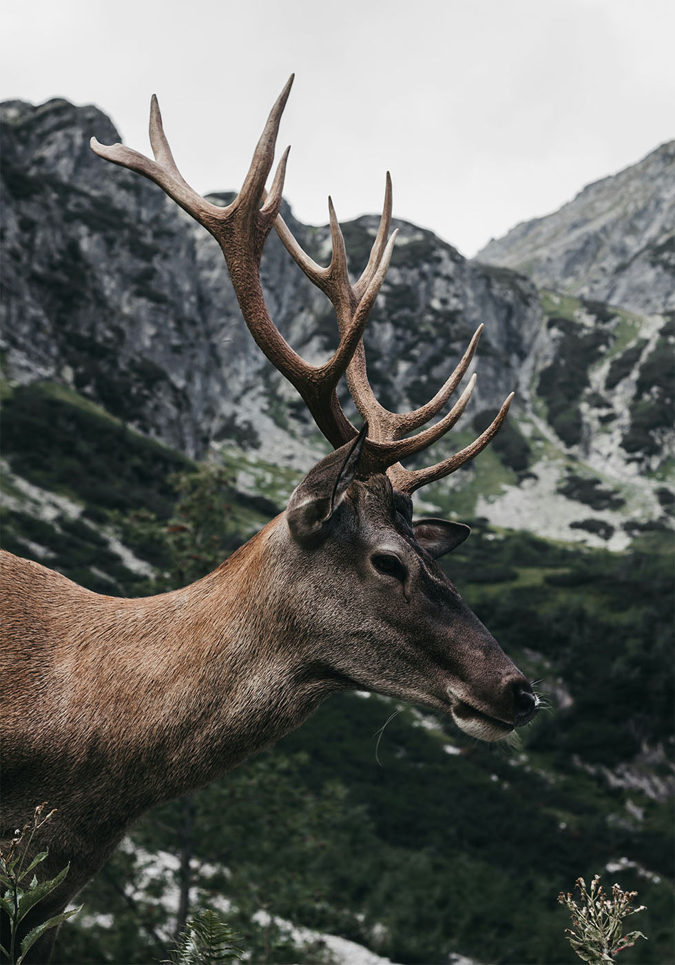 Deer in Profile Poster